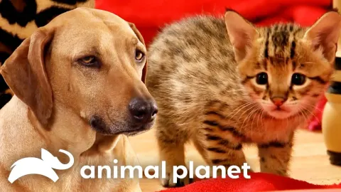 Savannah Cat Triplets and Other Adorable Pets You Need to See