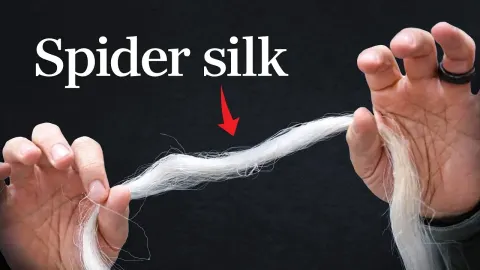 The Truth About Spider Silk Strength and Whether It Really Beats Steel