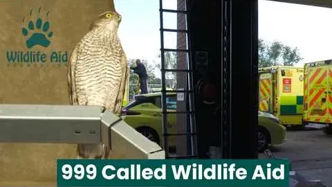 Kestrel Rescue Takes an Unexpected Turn at Wildlife Aid