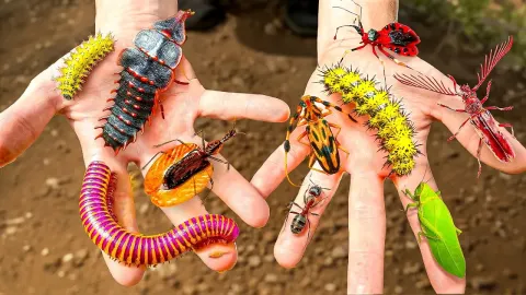 They Beetles and the Natural Context