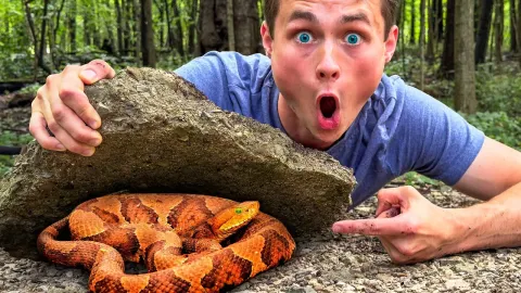 Exploring a Venomous Snake-Infested Forest in Search of Creepy and Cute Animals