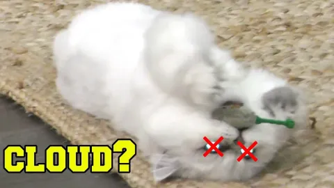The Truth About Cloud the Cat and His Latest Adventures