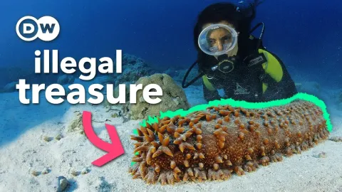 The Hidden Black Market for Sea Cucumbers Worth Millions