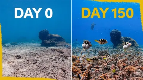 Five Months of Coral Reef Restoration Shows Promising Results