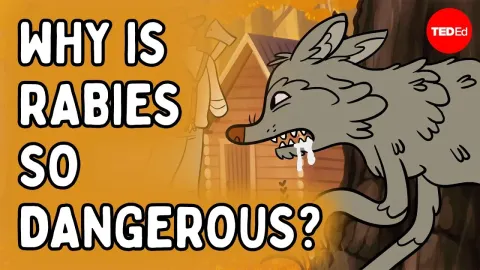 Why Rabies Is the Deadliest Infectious Disease and How Vaccination Saves Lives