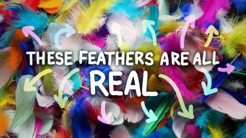 Why Real Feathers Are Impossible to Fake: The Science Behind Their Unique Structure