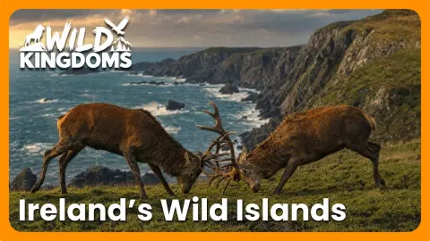 Ireland's Wild Atlantic Islands and Rugged Coastlines Revealed in Stunning Nature Documentary