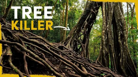 The Killer Tree That Sustains the Amazon Rainforest