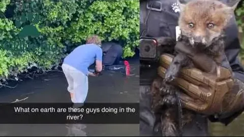 Rescuing a Hypothermic Fox Cub from a River