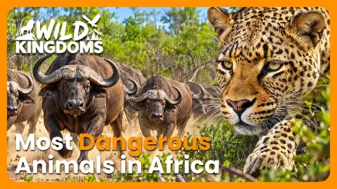 Africa's Big Five Explained From Lions to Leopards and Elephants