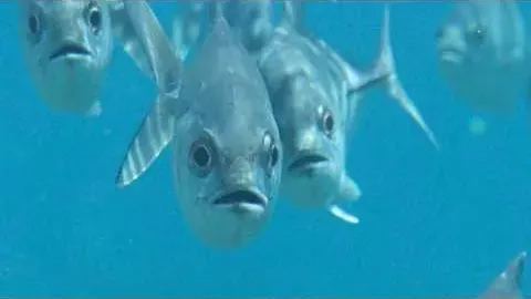 Bigeye Trevally Facts Habitat and Behavior