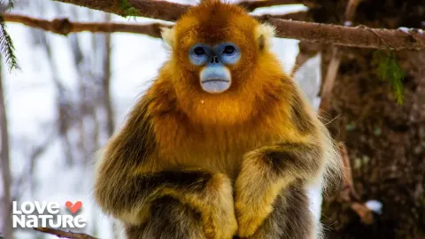 How Monkeys, Lemurs, and Fire-Adapted Trees Thrive in Extreme Mountain Forests