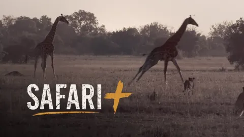 Rare Wildlife Encounters in African Safari Destinations