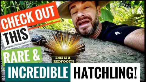 Rare Hypomelanistic Redfoot Tortoise Hatchling Discovered at Camp