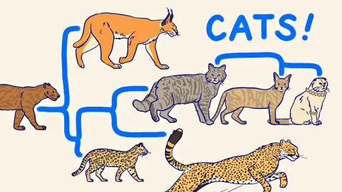 The Complete Guide to Wild and Domestic Cats: Evolution, Species, and Traits