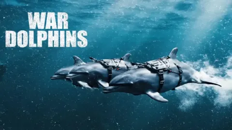 How the US Navy Trains Dolphins to Guard Nuclear Weapons