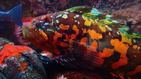 Fish Greenling and Why It Matters