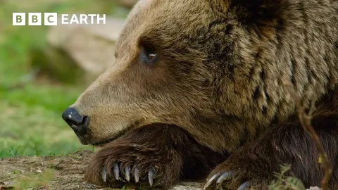 How Bears Survive and Thrive in the Wild: From Polar Giants to Forest Dwellers