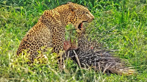 Leopard's Painful Encounter With Porcupine Quills Caught on Camera in the Wild