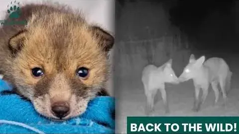 Orphaned Fox Cubs Ed and Eva Return to the Wild After Months of Care
