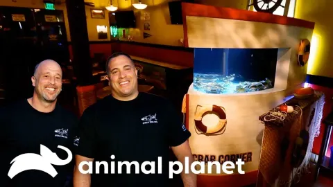 Building a Stunning Blue Crab Tank in the Middle of the Desert