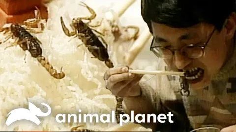 The Daring Tradition of Eating Live Scorpions and Other Exotic Delicacies