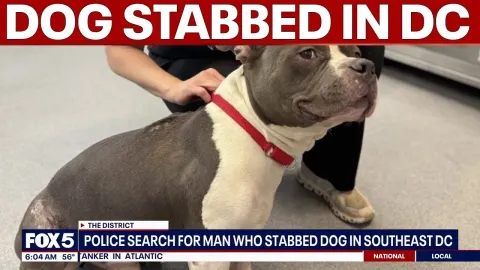 Suspect Sought After Dog Stabbed in Washington DC Animal Cruelty Case