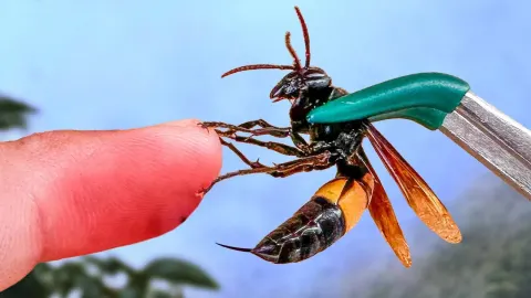 Hornet Banded and Why It Matters