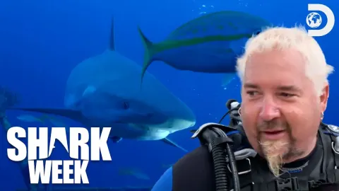 Shark Week's Most Memorable Moments Featuring Guy Fieri and Shaq