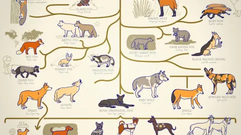 A Complete Guide to Every Type of Dog from Wild Ancestors to Modern Breeds