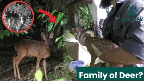 A Family of Roe Deer Overcomes Tragedy in the Wild