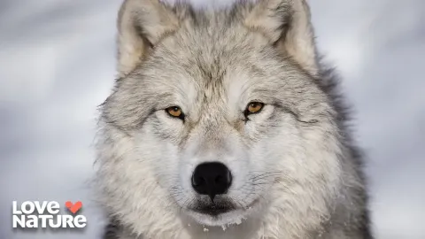 How Boreal Forests Sustain Life in the Arctic: Reindeer, Wolves, and the Wood Wide Web