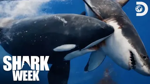 Shark Week 2026's Most Intense Encounters With Great Whites Near Kayaks