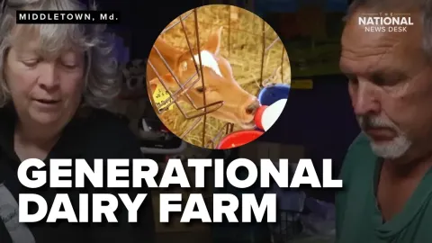 A 90-Year-Old Maryland Dairy Farm Feeds the Nation with A2A2 Milk