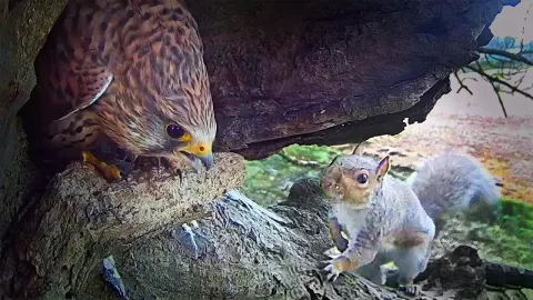 Kestrel Athena Missing After Grey Squirrel Attack on Nest