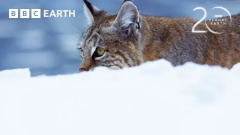Bobcat Hunting Tactics in Winter Revealed by Planet Earth II