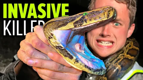 Burmese Pythons in Florida The Giant Killer Snake Wreaking Havoc on the Everglades