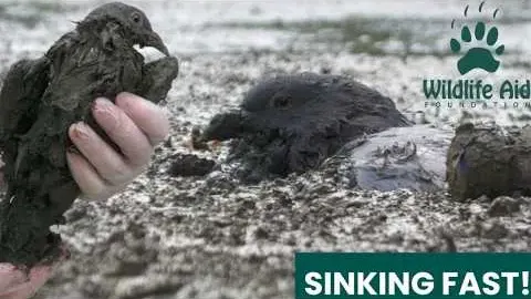 Rescuers Save a Pigeon Trapped in Thick Mud at a Dried-Up Pond