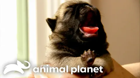 The Cutest Baby Animals from Season 1: Kittens, Puppies, and More
