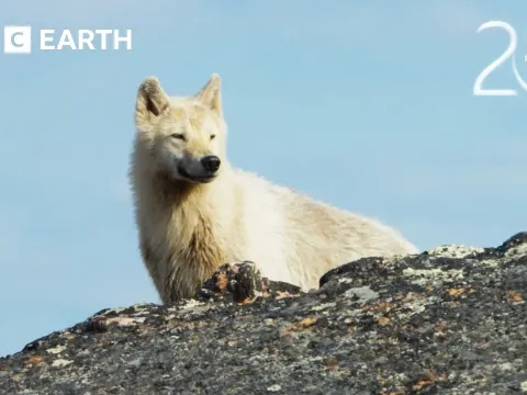 Arctic Wolf Chases Baby Caribou in a High-Speed Race for Survival