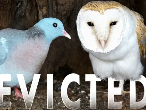 Barn Owls Reclaim Nest After Evicting Broody Stock Dove