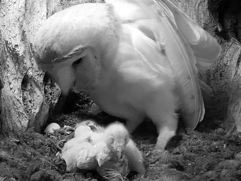 Barn Owlets Hatching from First Egg Crack to Chick