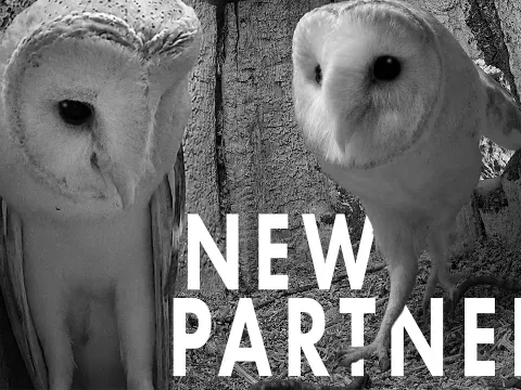 A Barn Owl Seeks New Love After Losing Her Mate