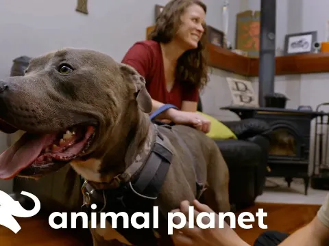 A Family Finds Their Missing Piece: Adopting a Pit Bull from a Rescue