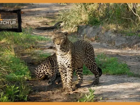 Leopards and Lions Clash in Stunning African Safari Encounters