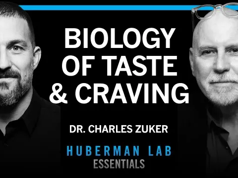 How the Brain Perceives Taste and Drives Sugar Cravings