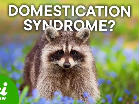 Urban Raccoons May Be Evolving Shorter Snouts, Scientists Discover