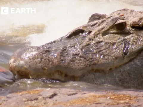 Exploring Crocodile Territory in Guyana with Steve Backshall