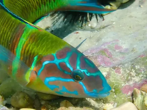 Ornate Wrasse A Colorful Reef Fish of the Mediterranean