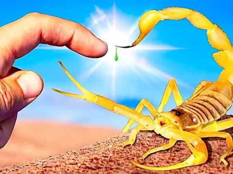 Hunting the Arabian Deathstalker Scorpion in Dubai's Remote Desert